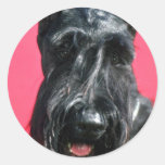 Schnauzer gigante pegatinas  