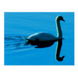 Schwan swan postkarte