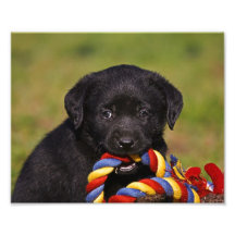 schwarzer Hund Labrador Retriever Welpe Fotoposter