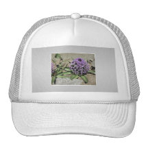 Scilla. Flor púrpura en un jardín. En gris Gorra