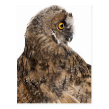 Scops-búho eurasiático - scops del Otus (2 meses) Tarjeta Postal