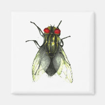 scratch da mosca íman