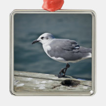 Seagul Ornato