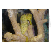 Seahorse.jpg Tarjetón