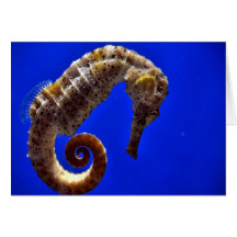 Seahorse Notecard Tarjetas
