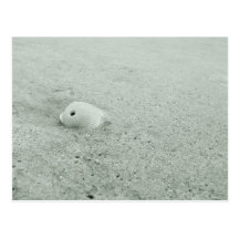 Seashell blanco en la playa de Sandy blanca Postal