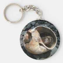 Seashell con el llavero de la barra