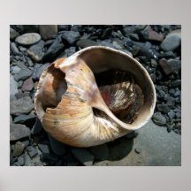 Seashell con el poster de la barra