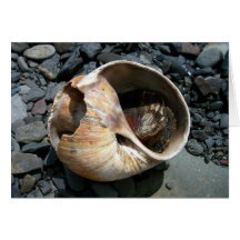 Seashell con la tarjeta de felicitación de la barr