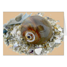 Seashell durante la bajamar que coordina artículos tarjeta