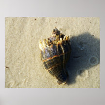 Seashell Impresiones