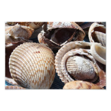 Seashells Arte Fotografico