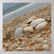 Seashells en la impresión de la fotografía de la b poster