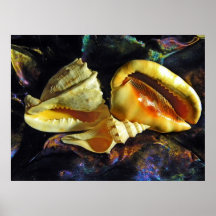 Seashells Impresiones