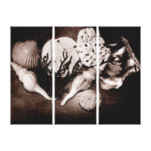 Seashells Lona Estirada Galerias