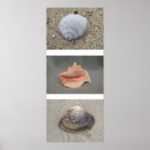 Seashells Poster