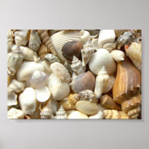 seashells posters