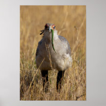 Secretarybird que come la serpiente poster