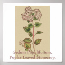 Sedum Populifolium. Uva de gato Álamo-Con hojas Poster