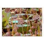 seedpods tarjetas
