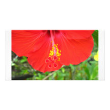 Seedz Tarjetas Con Fotos Personalizadas