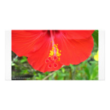 Seedz Tarjetas Personales