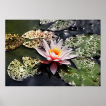 Seerose Plakate