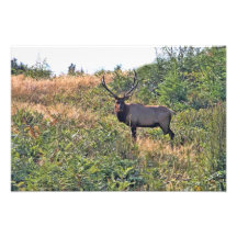 Seis fotos de los alces del punto