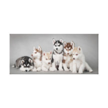 Seis huskys impresiones en lona estiradas