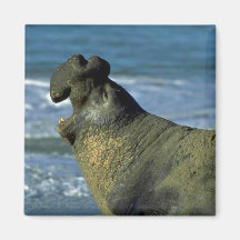 Sello de elefante que ruge en la playa imanes de nevera