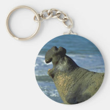 Sello de elefante que ruge en la playa llaveros