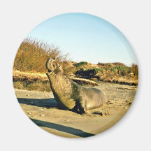 Sello de elefante septentrional, varón adulto imán para frigorifico