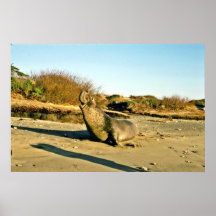 Sello de elefante septentrional, varón adulto posters