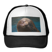 Sello tímido gorros  