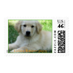 Sellos del golden retriever