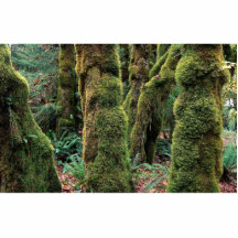 Selva tropical de Hoh, parque nacional olímpico, W Escultura Fotografica