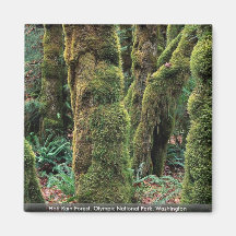 Selva tropical de Hoh, parque nacional olímpico, W Imán De Nevera