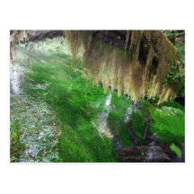 Selva tropical de Hoh Postales