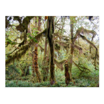 Selva tropical de Hoh Postales