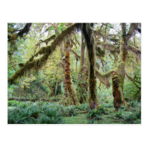 Selva tropical de Hoh Tarjetas Postales