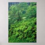 Selva tropical de Maui Poster
