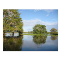 SELVA TROPICAL DEL AMAZONAS TARJETA POSTAL