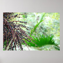Selva tropical del EL Yunque Impresiones