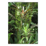 Selva tropical hawaiana tarjetón
