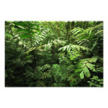 Selva tropical tropical densa fotografias