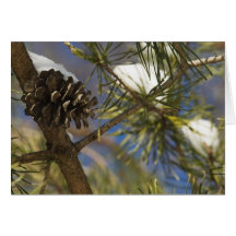 Semillas del árbol de hoja perenne felicitacion 