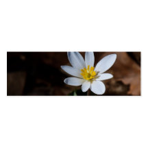 Señal del Wildflower/tarjeta del contacto Plantilla De Tarjeta De Negocio