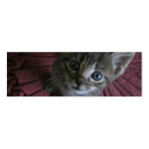 Señal gris del gatito tarjeta de visita