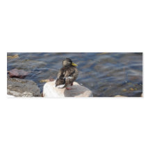 Señal sola del pato tarjeta de visita