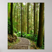 Sendero de la bobina en un bosque reservado posters